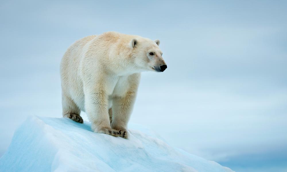 Polar bears on thin ice WWF